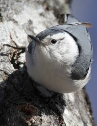 Birds With White Heads And Tails White Breasted Nuthatch Characterized By Large Heads Short Tails And Powerful Bills And Feet Nuthatches Advertise Nuthatch Beautiful Birds Backyard Birds