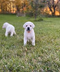 Akc Registered Loyal English White Labrador Puppies For Companion Or Service Out Of Top Pedigrees Check Out Our Webpage For More Informati White Labrador Puppy