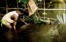 Image result for Clappertonia polyandra