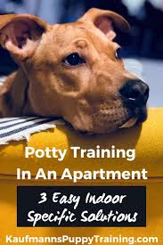 We did not find results for: Potty Training In An Apartment 3 Easy Indoor Specific Solutions Kaufmann S Puppy Training