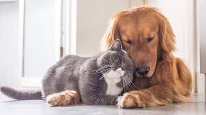 This rate will vary depending on the level of care you need for your cat, the number of cats you have, and the total amount of hours or days your cat sitter will need to come to your home. Adopt A Dog Or Cat For Only 1 At Barc This Weekend Abc13 Houston