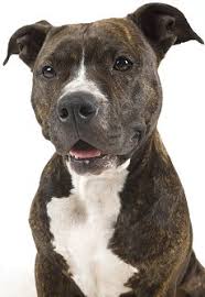 The american pit bull terrier (apbt) is a dog breed recognized by the united kennel club (ukc) and the american dog breeders association (adba), but not the american kennel club (akc). American Pit Bull Terriers What S Good About Em What S Bad About Em