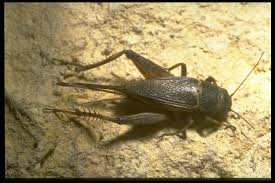 Appearance of the cave or camel cricket. Field Cricket