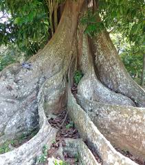 For the money, you cannot beat a mora knife in terms. Mora Fabaceae Wikispecies