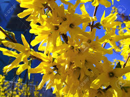 Maybe you would like to learn more about one of these? Beautiful Yellow Flowers Of Forsythia Bush Close Up Stock Photo Picture And Royalty Free Image Image 13853413