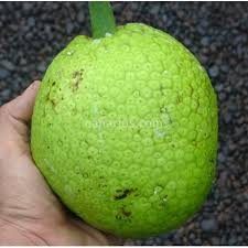 Caribbean products from jamaica and trinidad tobago; Buy A Breadfruit Tree Artocarpus X Altilis Maafala With Canarius