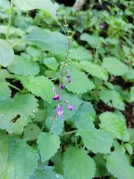 Image result for Equilabium petiolare