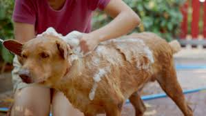 Dogs with floppy ears, like golden retrievers, have a particularly hard go of it, because their ears usually fold down over the ear canal, trapping the water inside. Slow Motion An Asian Stock Video 100 Royaltyfri 1066818271 Shutterstock