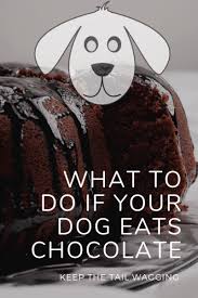 What To Do When Your Dog Eats Chocolate Cake Keep The Tail Wagging In 2020 Dog Ate Chocolate Dog Eating Raw Dog Food Diet