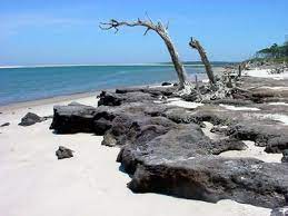 A barrier island between the the florida mainland and the atlantic ocean, big talbot island has two popular spots to visit. Big Talbot Island State Park Boneyard Beach Florida Adventures Fl Beaches Florida Travel