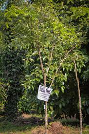 Image result for Copaifera