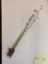 Image result for Rhynchospora gracillima