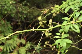ノイバラ - 庭木図鑑 植木ペディア