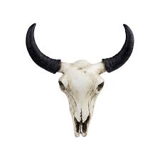 Check spelling or type a new query. Buffalo Desert Skull Wall Decoration