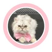 Check spelling or type a new query. Mobile Dog Grooming Miami Mobile Pet Grooming Miami