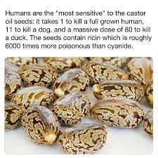 Image result for Ricin