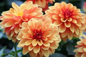 We did not find results for: 10 Most Beautiful Flowers In The World