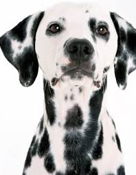 The dalmatian is a courageous dog that is loyal to their family. Dalmatian Puppies For Sale Ny Nj