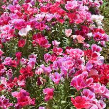 Godetia amoena) is a flowering plant native to western north america, found in coastal hills and mountains from british columbia south to the san francisco bay area. Godetia Azalea Double Flowered Mix Seeds The Seed Collection