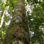 Image result for Aneulophus africanus