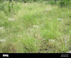 Image result for Aristida meridionalis