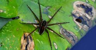 Unlike pesticides, they are usually not harmful to other insects and pond inhabitants. Spider On A Lily Pad