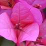 bougainvillea from en.wikipedia.org