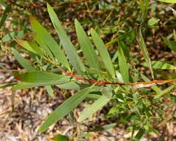 Image result for Acacia longifolia
