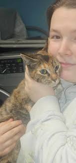 Lost cat near Four Star Pizza?