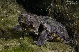 When a mother loggerhead sea turtle is ready to lay her eggs, she will migrate to the shore. Loggerhead Musk Turtle Sternotherus Minor Jungledragon