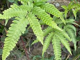 Image result for Pteris