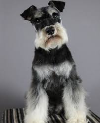 Black And Silver Mini Schnauzer Photogenic Black And Silver Mini Schnauzer In 2020 Mini Schnauzer Schnauzer Grooming Schnauzer