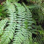 Image result for Tectaria angelicifolia