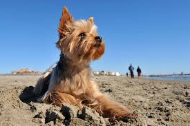 17 Super Low Maintenance Dog Breeds Yorkshire Terrier Yorkshire Terrier Puppies Toy Yorkshire Terrier
