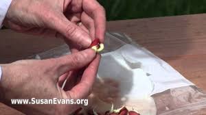 Make sure the beans are visible on the side of the window where the kids will be observing their seeds sprout. Growing A Bean Seed Youtube