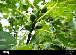 Image result for Moraceae