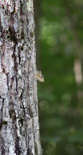We leverage cloud and hybrid datacenters, giving you the speed and security of nearby vpn services, and the ability to leverage services provided in a remote location. Landscape Animal Squirrel Wallpaper Sc Iphone7plus