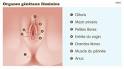 Vulve gonfle : que faire? - Femiweb