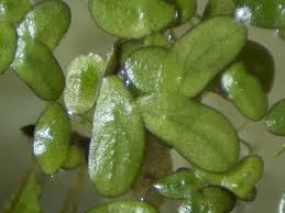 Image result for Spirodela