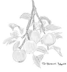 Feb 28, 2009 · summer pruning inhibitsgrowth so now is the best time to maintain a tree's shape and to keep the tree to a reasonable size for netting and harvesting. How To Prune Apple Trees In Summer Sustainable Gardening Australia