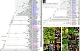 Image result for Pseudoeriosema