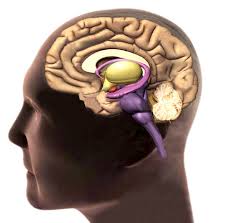 Central and peripheral nervous systems c. Central Nervous System Read Biology Ck 12 Foundation