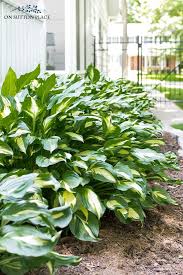 We did not find results for: Hostas Care Transplanting Hostas Hosta Varieties Infographic
