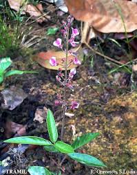 Image result for Desmodium incanum