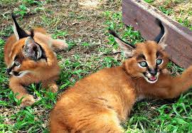 86 Caracal Cat Ideas Caracal Cat Caracal Wild Cats