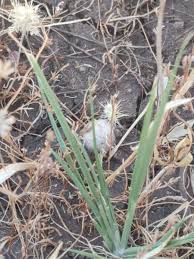 Image result for Aristida