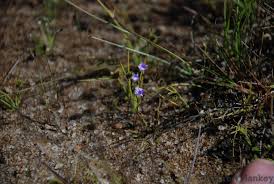 Image result for Utricularia arenaria