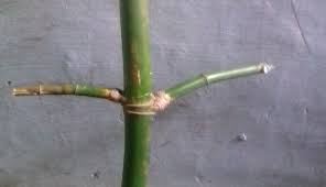 Khasiat bambu petuk patil lele khasiat bambu petuk asli, bisa bikin kaya tapi sulit cara ritualnya! Bambu Petuk Asli No Palsu Bambu Petuk Asli No Palsu
