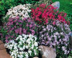 These ground cover plants for full sun include some flowering, perennial, evergreen and hardy varieties to landscape you garden. Top Ten Ground Cover Perennials Gardening Tips With J Parker S