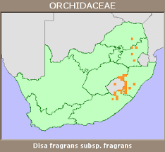 Image result for Disa fragrans